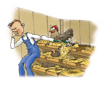 Raising Chickens Can Be an Adventure Image